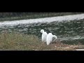Cattle egrets Minsmere