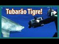 Tubarão Tigre e Mangona - África do Sul - Lawrence Wahba