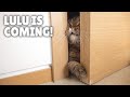 LuLu Will Go Anywhere for Pizza! | Kittisaurus