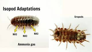 Isopod Evolution