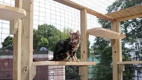 Watch the video about Bengal Catio Enclosure Build