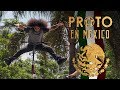 Proto en mexico 2017