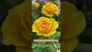 Infuse your home with the enchanting scent of Mini Rose! Add a touch of grace and color to your spac