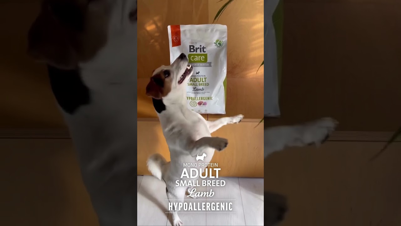 ¿Buscas lo mejor para tu perro? 🐶✨ Descúbre Brit Care en NovaPet