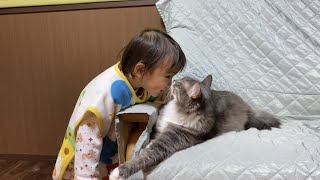 オモチャにつられる猫 ラガマフィンA cat crazy about toys. Ragamuffin.