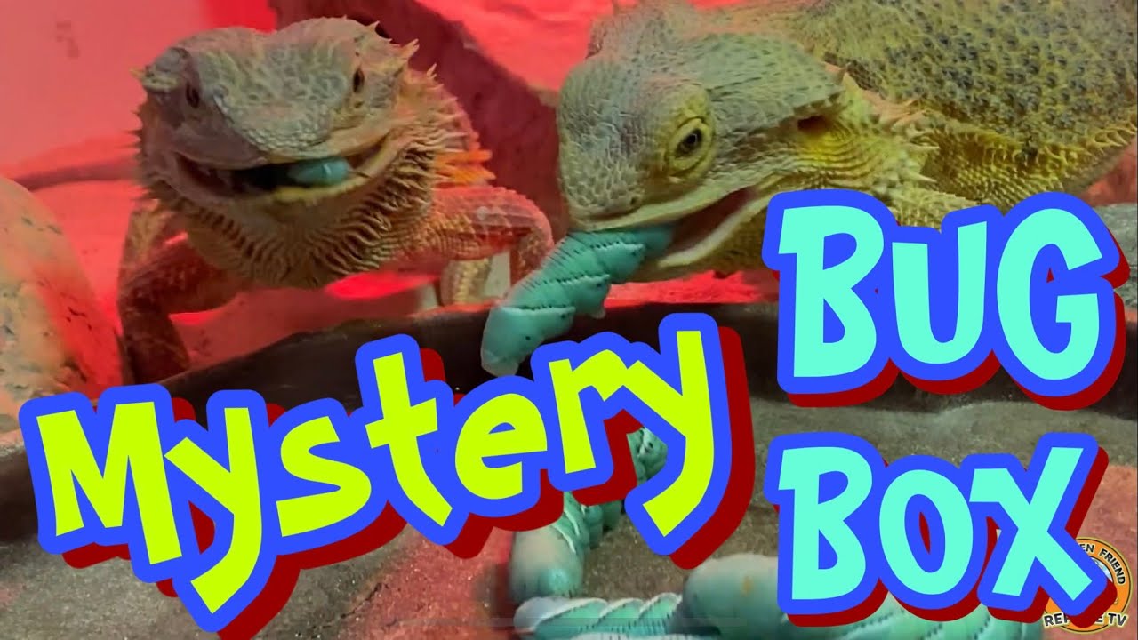 Opening our MYSTERY BUG BOX 📦 - YouTube