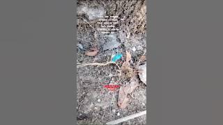 Suara aneh ketukan palu dari bumi