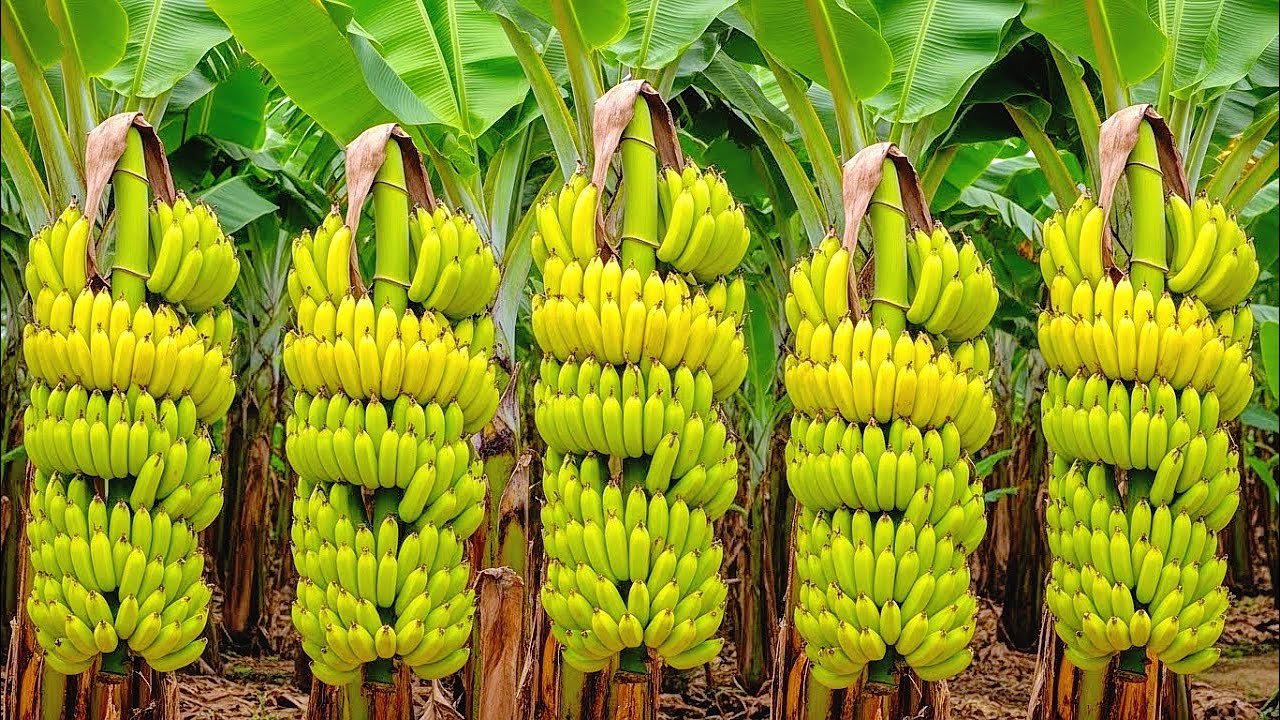 Исследование крупнейшей в мире банановой плантации в Эквадоре – 30 000 гектаров зелёного золота