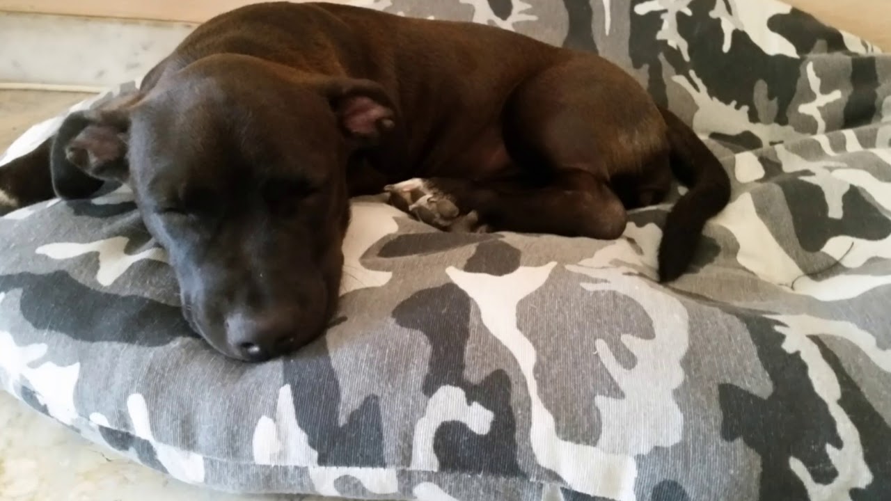 ...questa bimba a chi la do... - YouTube