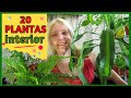 20 Plantas de interior fáciles de cuidar │Plantas de interior fáciles @VeronicaCampaniniPlantas