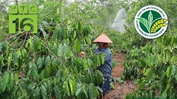 Kỹ thuật tỉa cành, tạo tán cho cây cà phê | VTC16