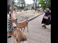 母鹿を探し回る子鹿