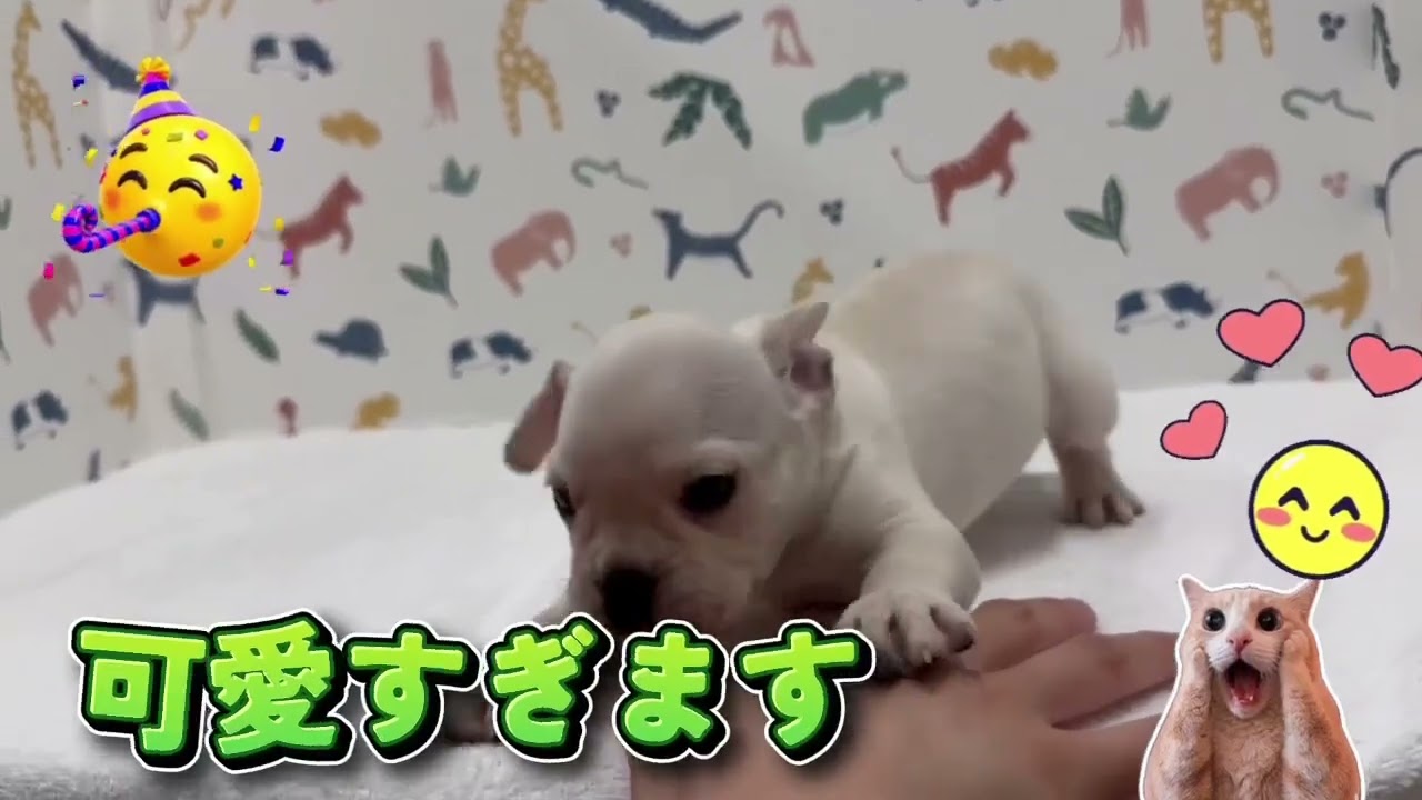 価格の安い【NEW】フレンチブルドッグ♂ / ペットショップ【かねだい】