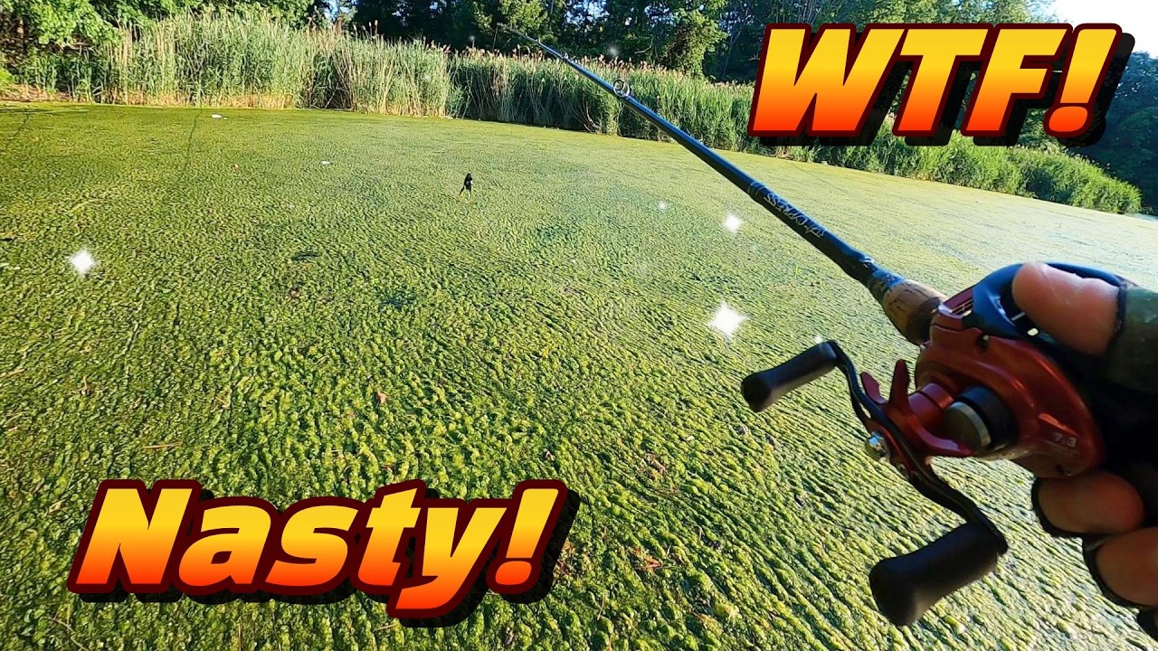 Pond bass fishing crazy fish caught today!