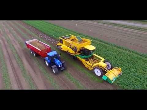 Как копают картошку в Голландии и Белоруссии!