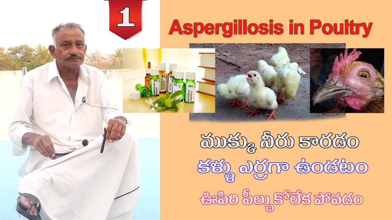 నాటుకోళ్లు కు వచ్చే రోగాలకు హోమియో వైద్యం | Part - 1 | Natu Kollu