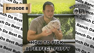 DaBestBulls Episode 8  How to Pick a Perfect Puppy with our 3 P Formula