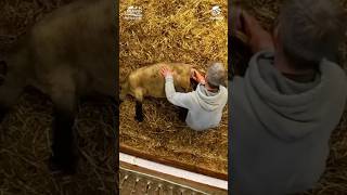 Dealing with a tricky lambing situation | Lambing Season with ICM