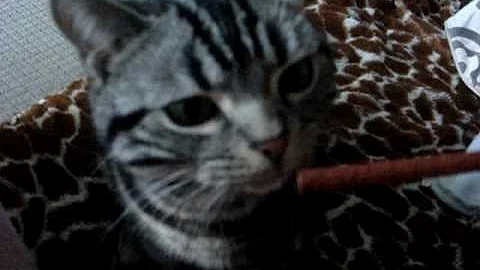 Watch the video about American shorthair kitty - eating fish stick.