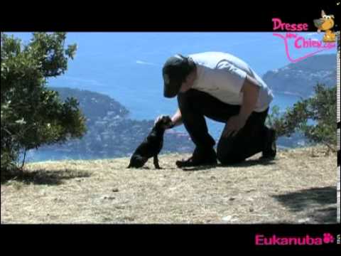 chien assis mini doberman - YouTube