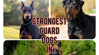 Strongest Guard Dog Breeds In The World