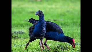 Pukeko Feeding Time,