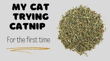My Cat tried Catnip for the first time!!