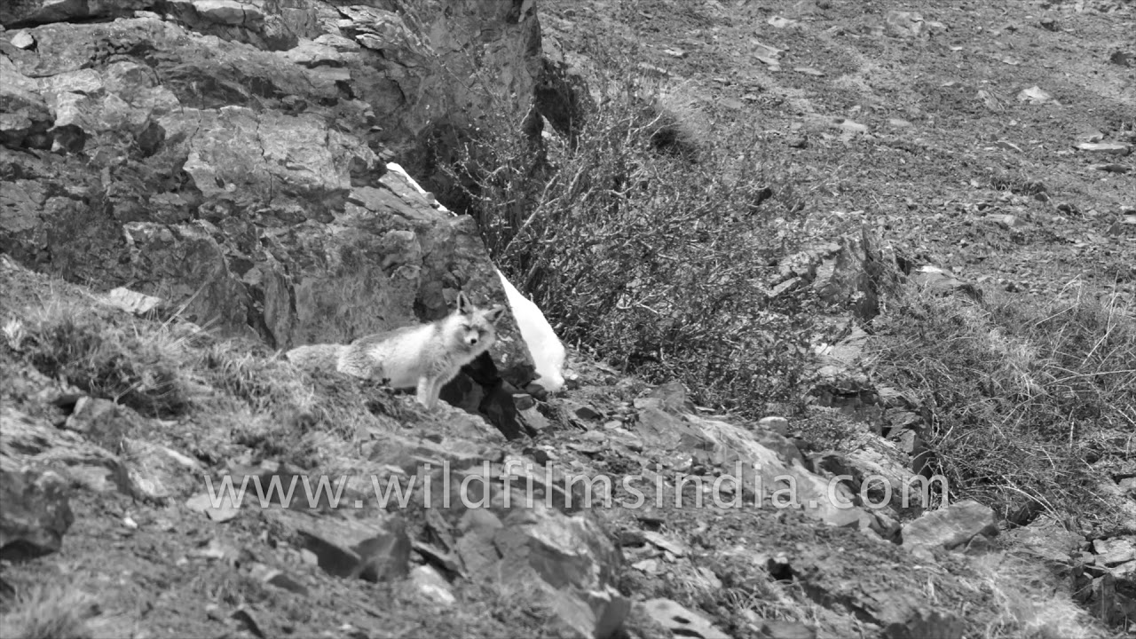 Himalayan red fox (Vulpes vulpes) is the largest of the true foxes