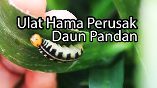 Ulat Hama Perusak Daun Pandan - Perbaiki Sarang yang Dirusak