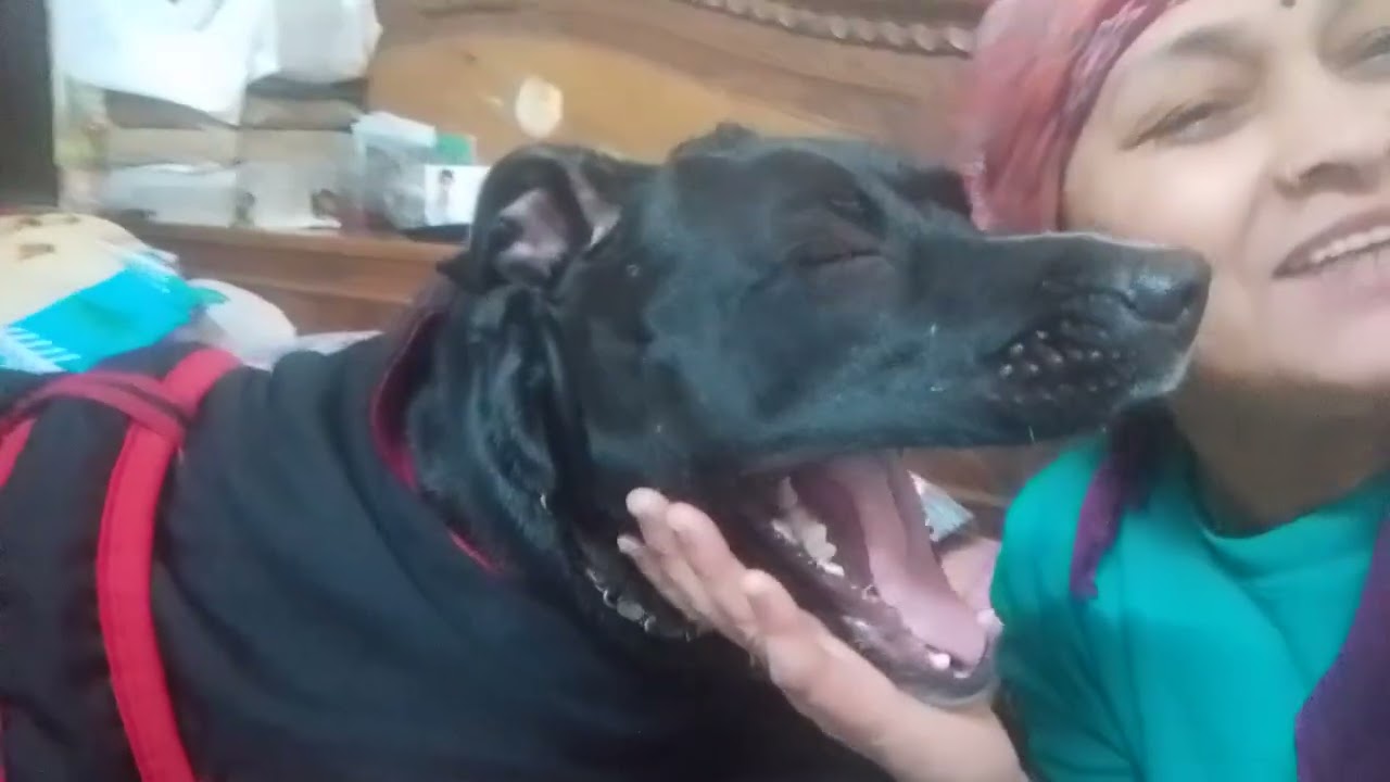 चेरी को देखो क्या कहना चाह रहीहै 🐕‍🦺👍🏼🥰👌🏼♥️🐶