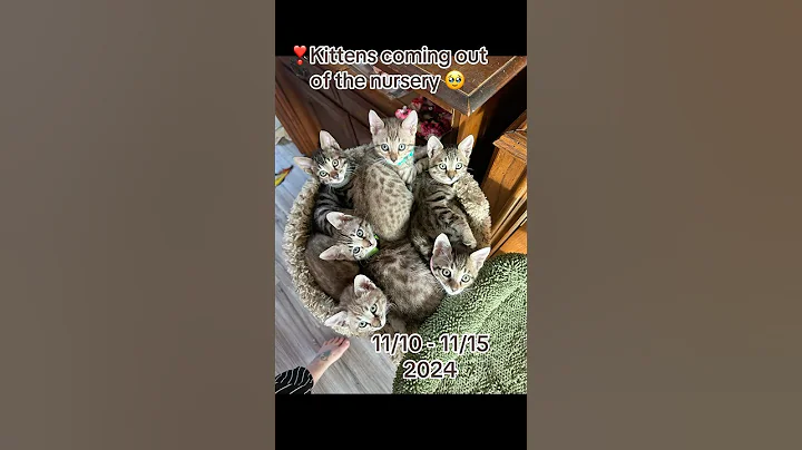 Watch the video about Our Bengal kittens are moving from the nursery to the main house with us, & it brings us great joy!