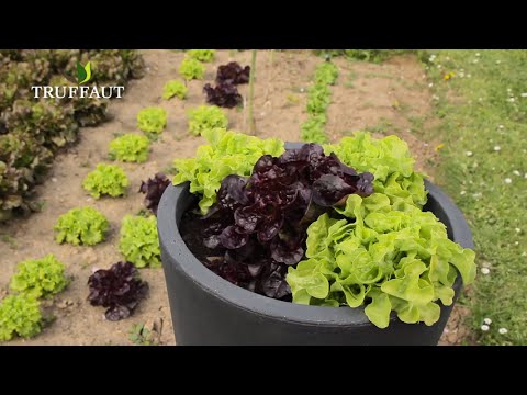 Planter des salades en pot ou jardinière au potager- Truffaut - YouTube