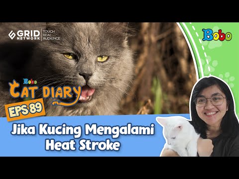 Kucing Lucu -Bahaya Kucing Terkena Heat Stroke, Ini Tanda dan Cara Mengatasinya -Diary Kucing Eps 89