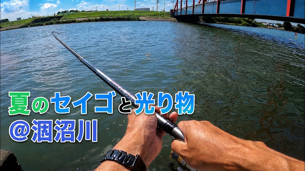 Summer Seigo and Shiny Fish at Hinuma River - YouTube