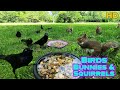 Entertain your pets  10hour dog  cat tv  bunnies  birds   squirrels  background ambience