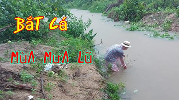 Bắt cá mùa mưa lũ ( lụt ) - Hùng Ngốc Vlogs