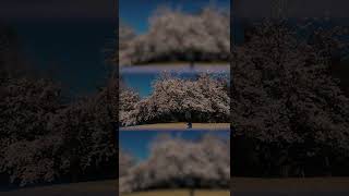 CoLoN：- Server Girl (Covered by Leoga)