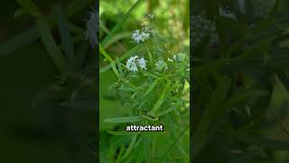 Pycnanthemum virginianum Virginia Mountain Mint