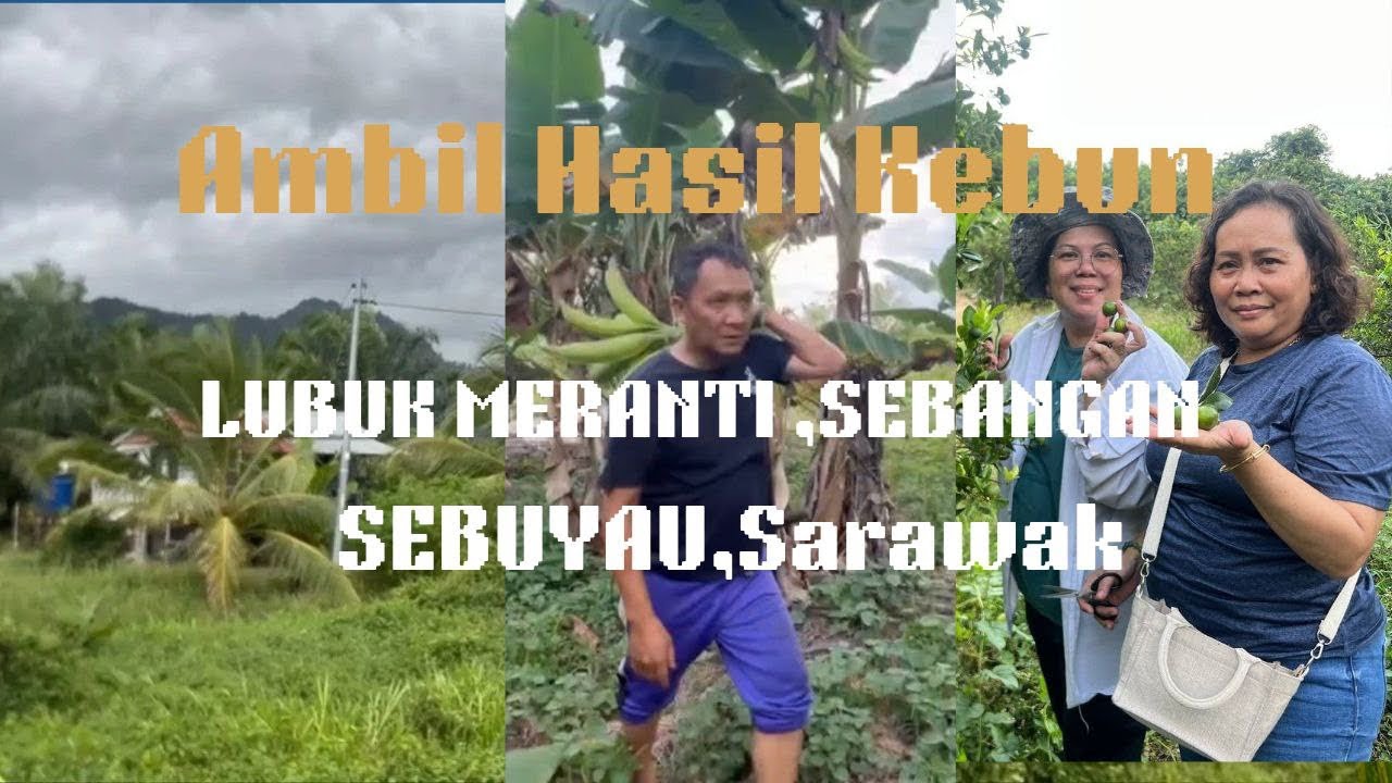 Ambil Hasil Kebun Kawan//Agak Lumayan