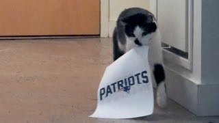 Fortune Kitty PREDICTED the Super Bowl Winner!
