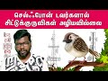 Interesting facts of sparrows  great information on sparrowsonriya uyirinambig bang bogan