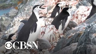 Environmental challenges plaguing Earth