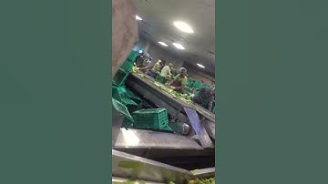 Modular Plastic Belt Conveyor |Modular Conveyor Belts | Skygrip Automation