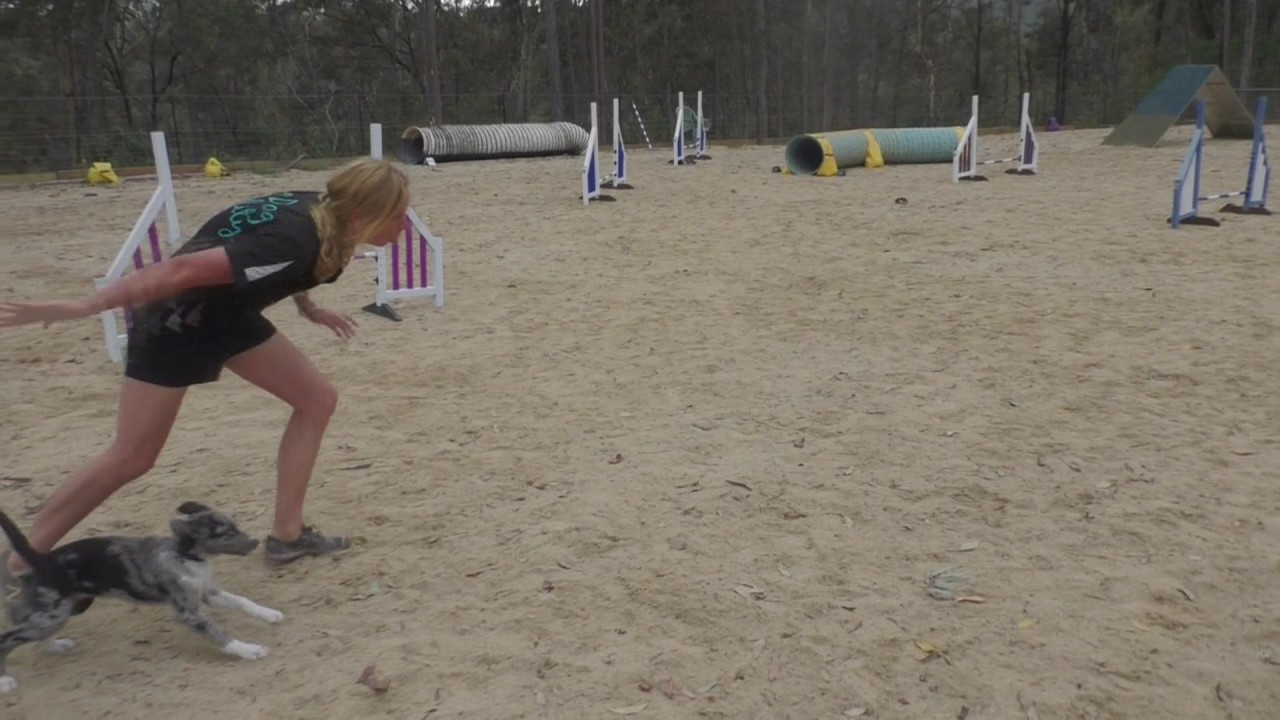 Red Dog Agility Foundations Fun! YouTube