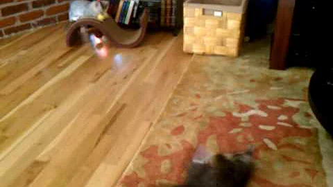 Video 1280751: silver egyptian mau kittens, egyptian mau cat