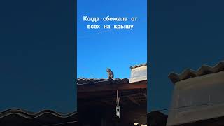 Матильда любит побыть одна #кошечка #кот #мороз