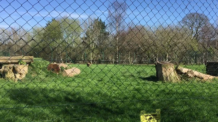 Feeding Time at the Cheetah Run in Fota Wildlife Park, Cork.