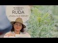 Ruda ¿para qué sirve - Propiedades medicinales