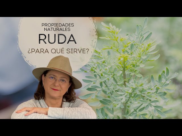 Ruda (Ruta graveolens) · NaturaLista Colombia