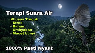 TERAPI TRUCUKAN MALAM HARI ampuh JADIKAN BURUNG TRUCUK CEPAT GACOR